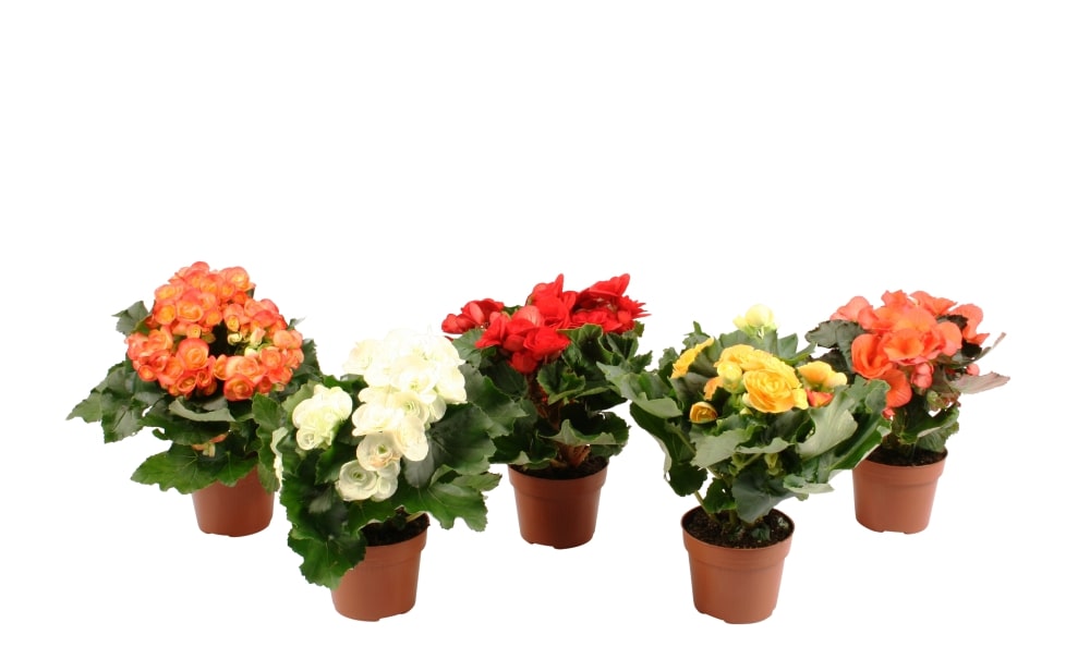 Begonia elatior Mix, in ghiveci, 12 cm