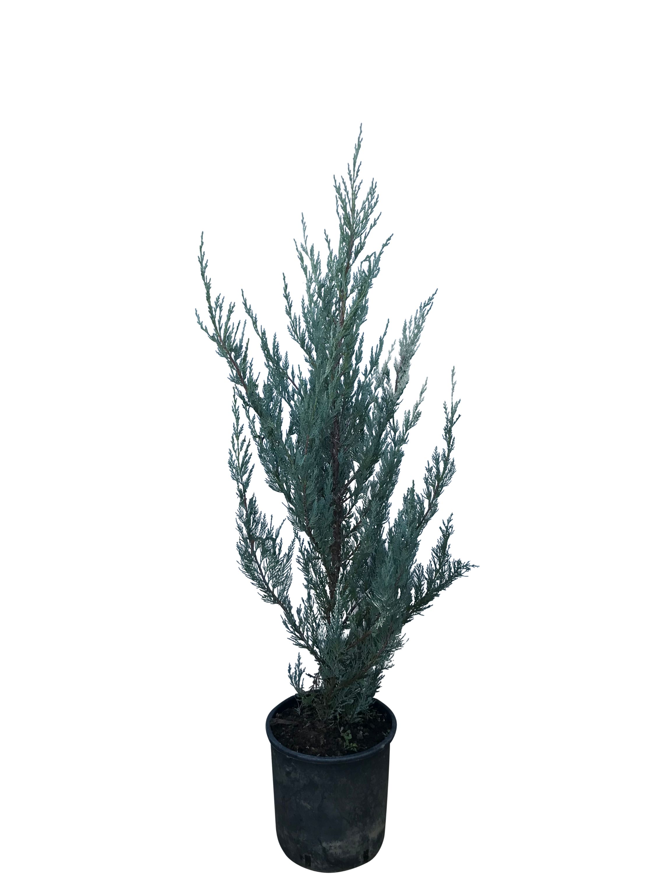 Conifer 5 L  Juniperus Moonglow