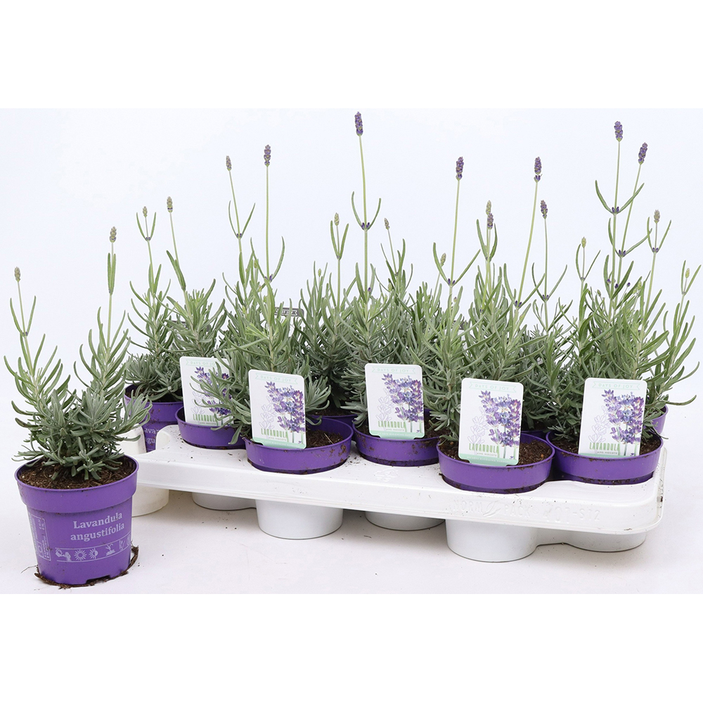 Lavanda (Lavandula Angustifolia Hidcote), D10.5 cm, H20 cm