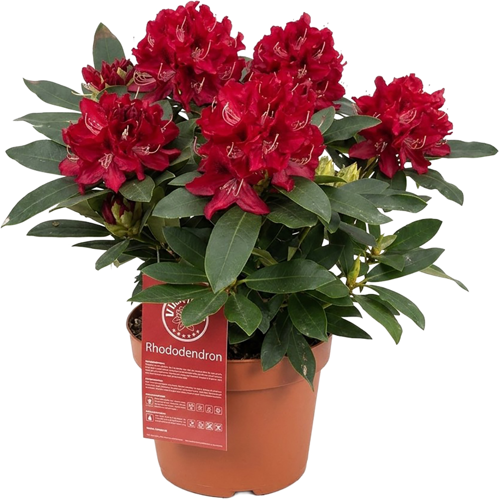Rhododendron Karl Naue, D 23 cm, H 30-40 cm