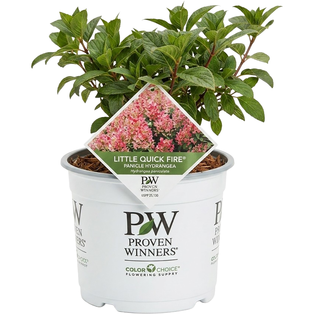 Hydrangea Pan. Little Quick Fire Prowen Winners, D 21 cm, H 45 cm