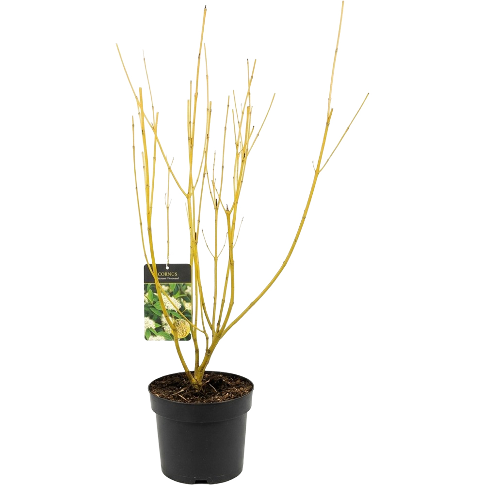 Cornus Sericea Flaviramea, C 3 L, 50 cm