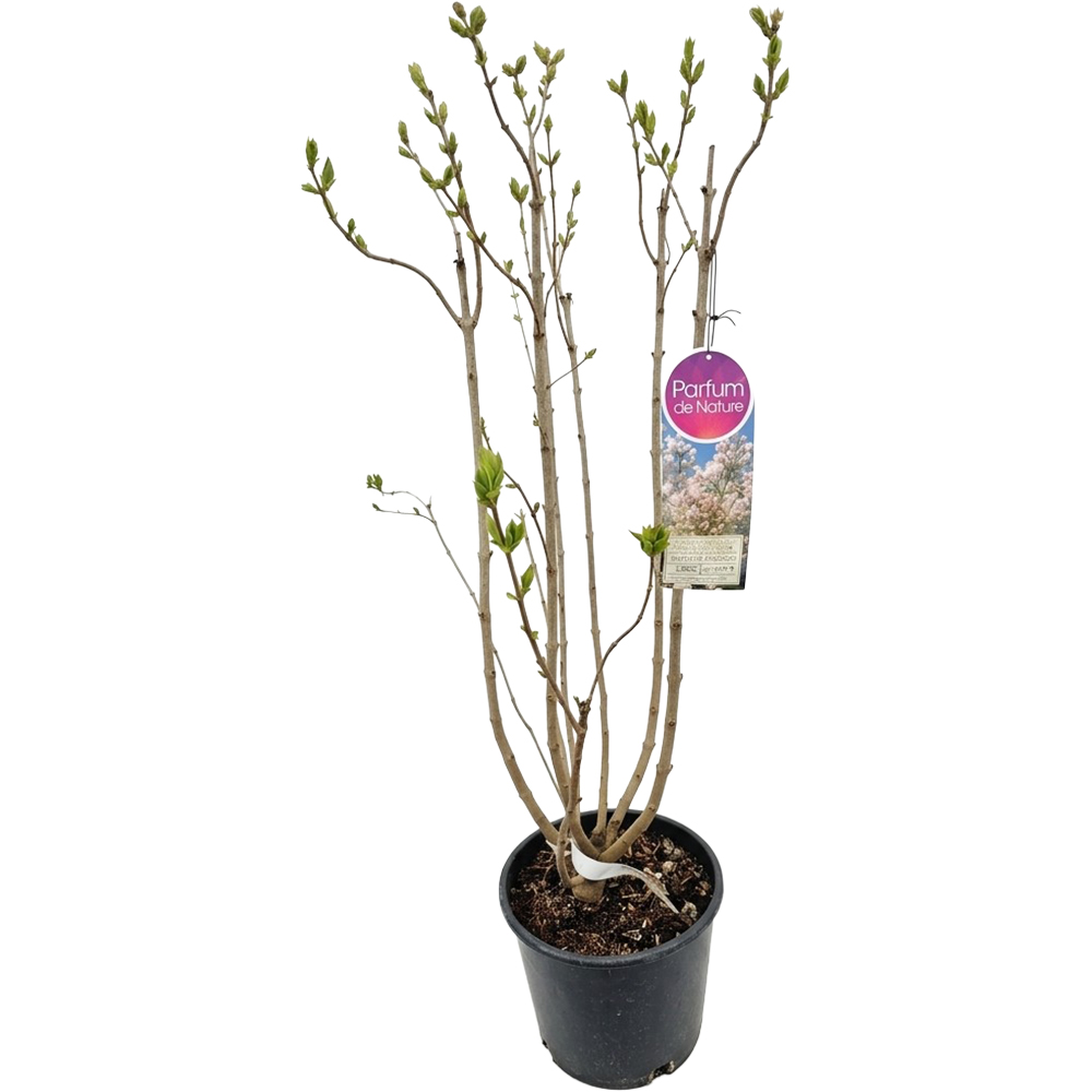 Liliac Syringa Vulgaris Beauty Of Moscow, C 9 L, D 26 cm, H 90 cm