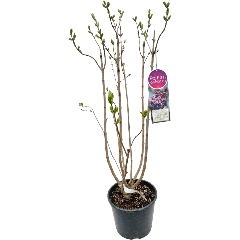 Syringa Paul Deschanel, D 23 cm, H 80-90 cm