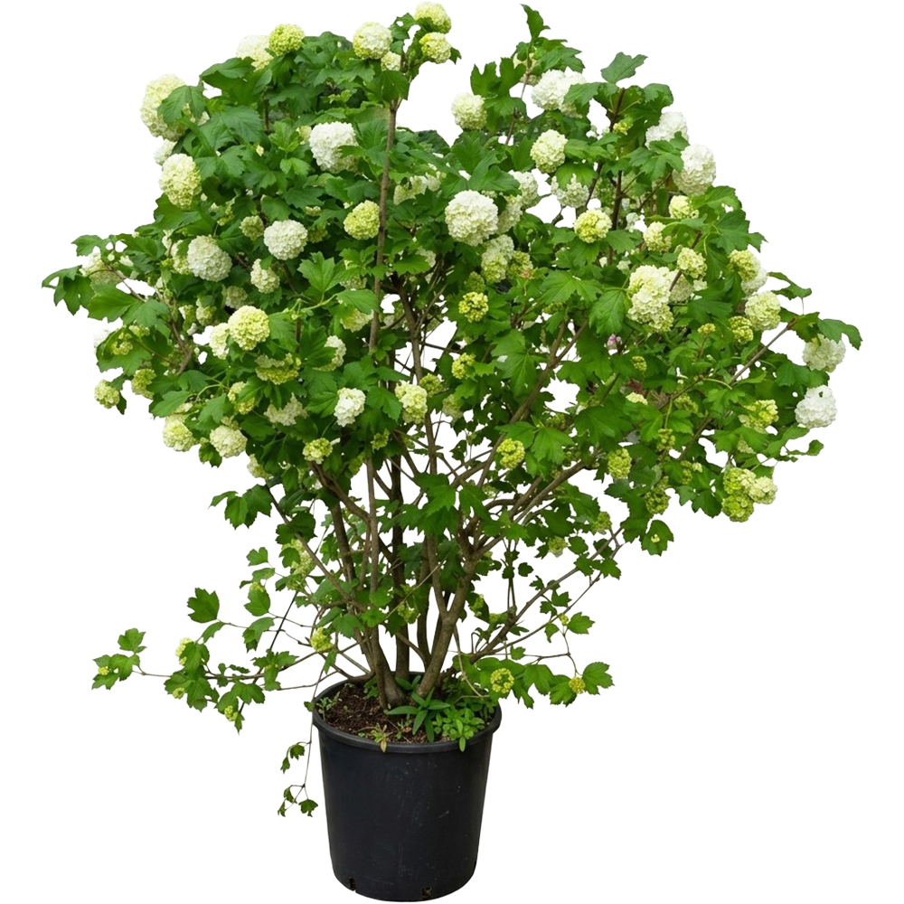 Viburnum Opulus Roseum, D 28 cm, H 100-125 cm