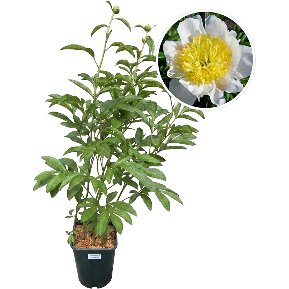 Paeonia Honey Gold Lactiflora, D 21 cm, H55 cm