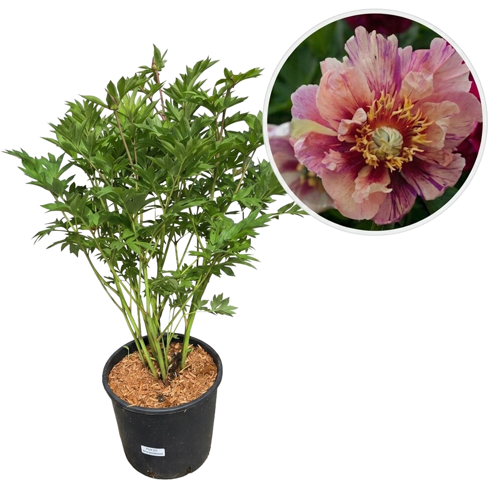 Paeonia Anderson's Kaleidoscoop Itoh, D 24 cm, H 55 cm