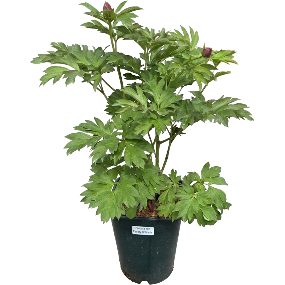 Paeonia Canary Brilliants Itoh, D 21 cm, H 55 cm