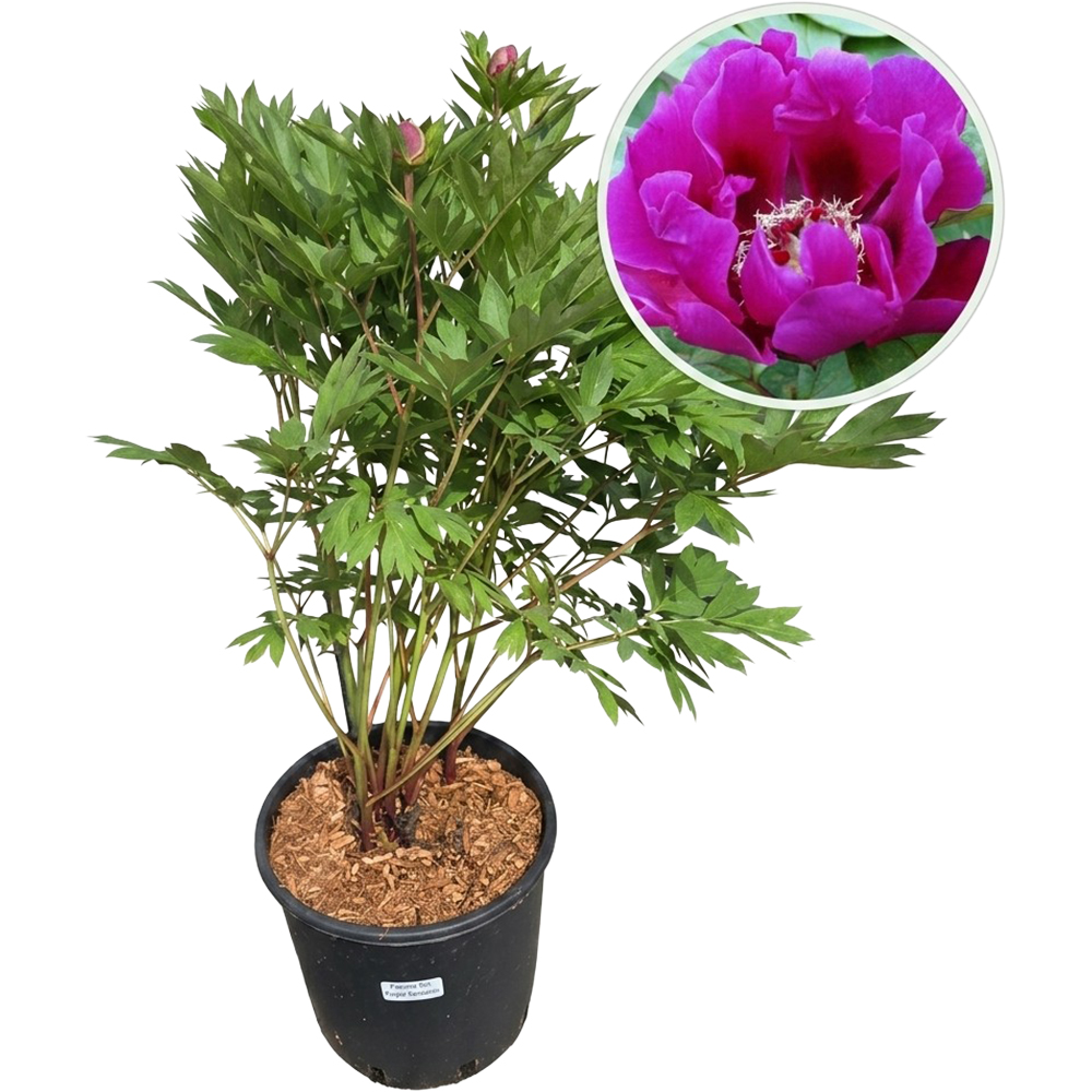 Paeonia Purple Sensation Itoh, D 24 cm, H 60 cm