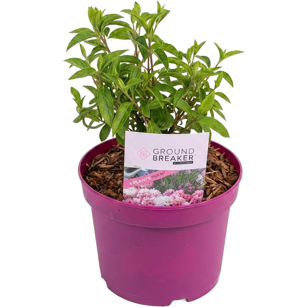 Hydrangea Paniculata Groundbreaker Blush, D 19 cm, H 30 cm