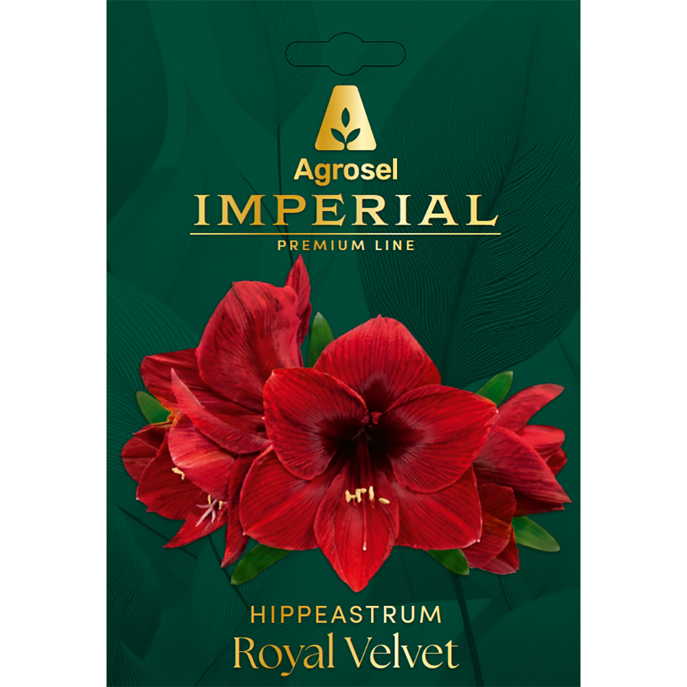 Crin Amaryllis Red Lion IMPERIAL, 1 bulb
