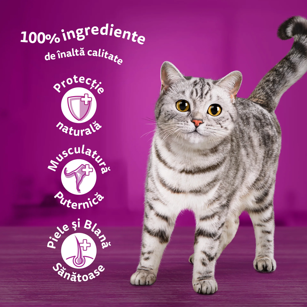 Hrana umeda pentru pisici WHISKAS, Adult, Pui in aspic, 85 g