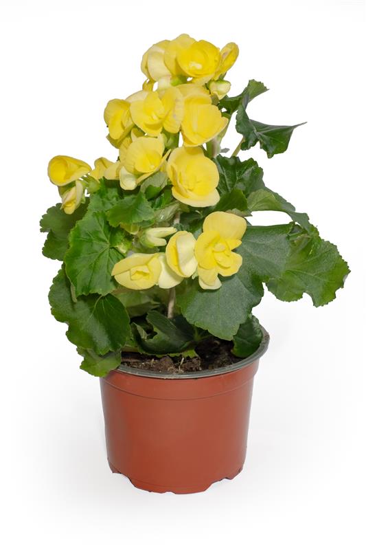 Begonia elatior Mix, in ghiveci, 12 cm