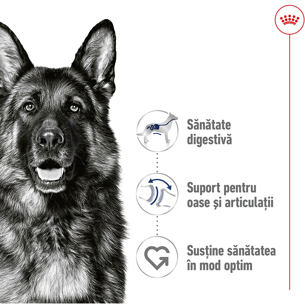 Hrana umeda pentru caini ROYAL CANIN SHN Maxi Gravy, Adult, 140 g