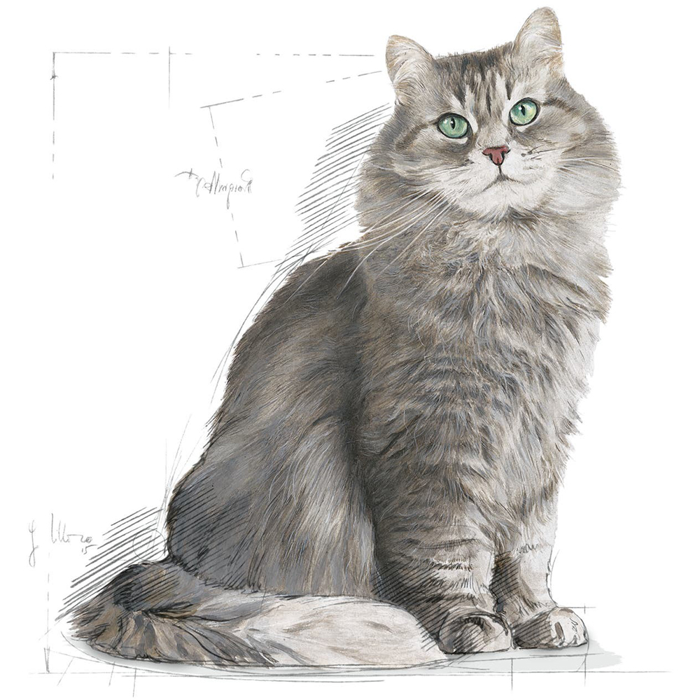 Hrana uscata pentru pisici ROYAL CANIN FHN Sensible, Adult, Pasare, 2 kg