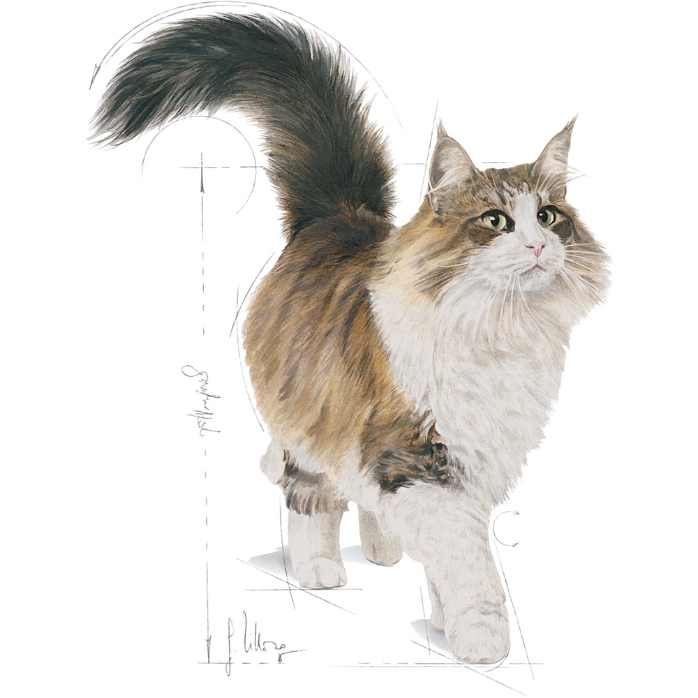 Hrana umeda pentru pisici ROYAL CANIN FHN Sterilized, Adult, Mix in sos, 12 x 85g