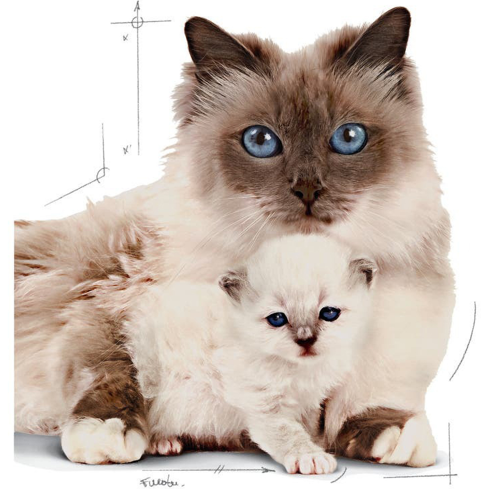 Hrana uscata pentru pisici ROYAL CANIN FHN Mother & Babycat, Adult, Pasare, 2 kg