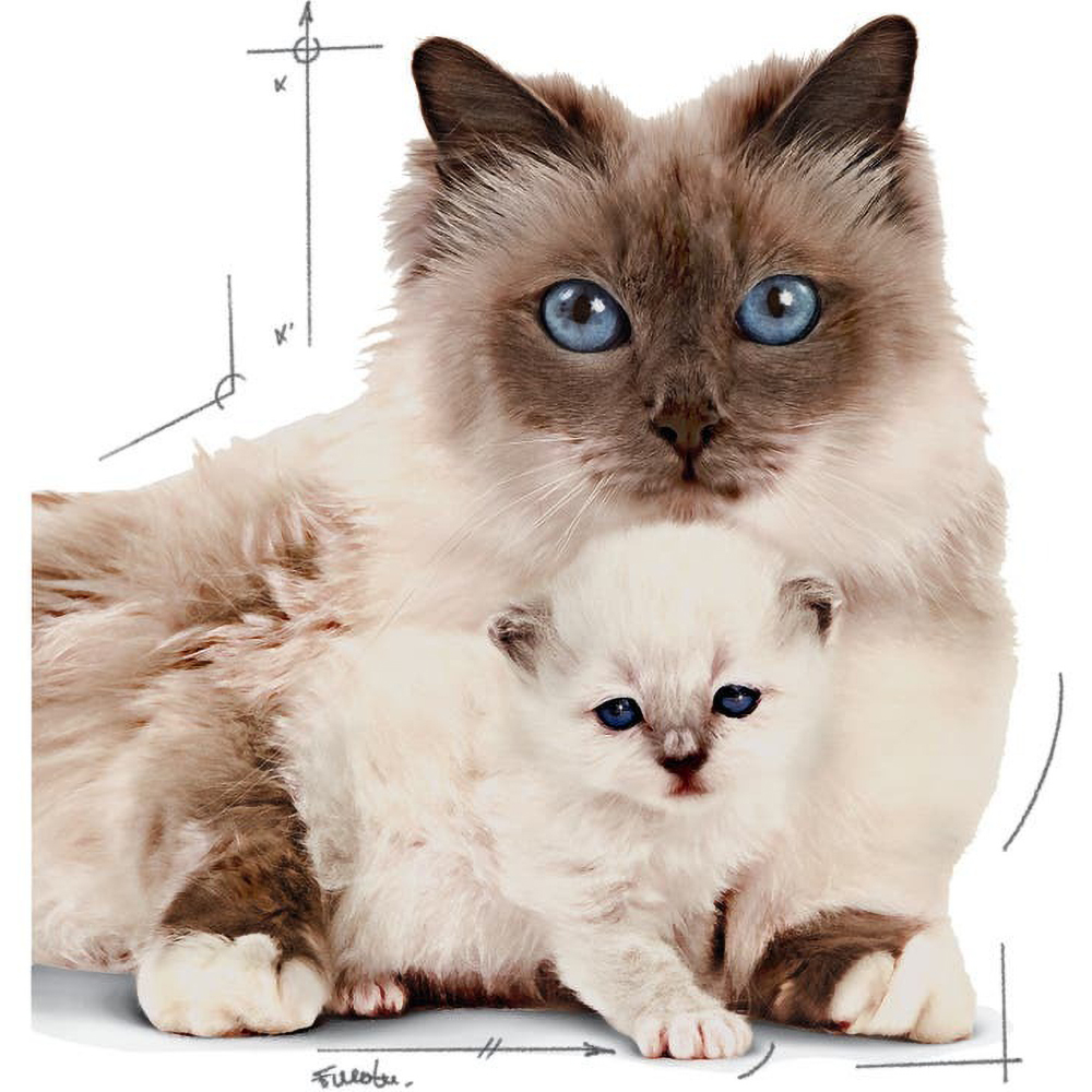 Hrana umeda pentru pisici ROYAL CANIN FHN Mother & Baby Pate, Junior, Mix, 12 x 195g
