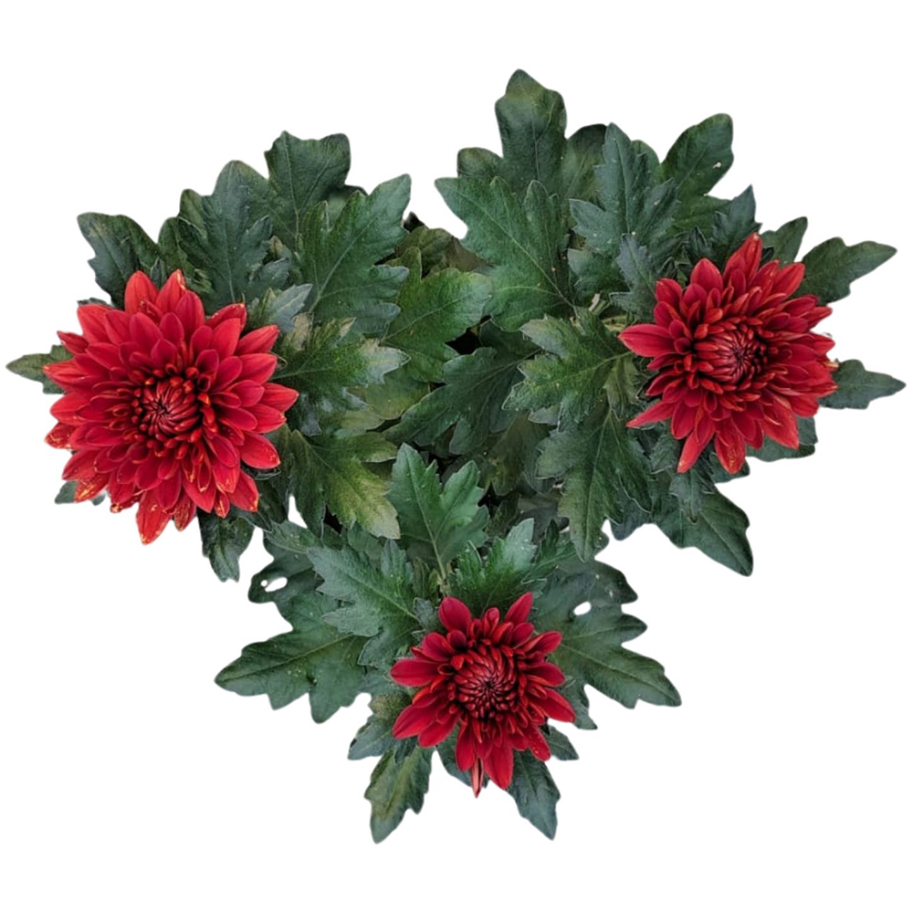 Crizantema Dor (Chrysanthemum), H 25 cm