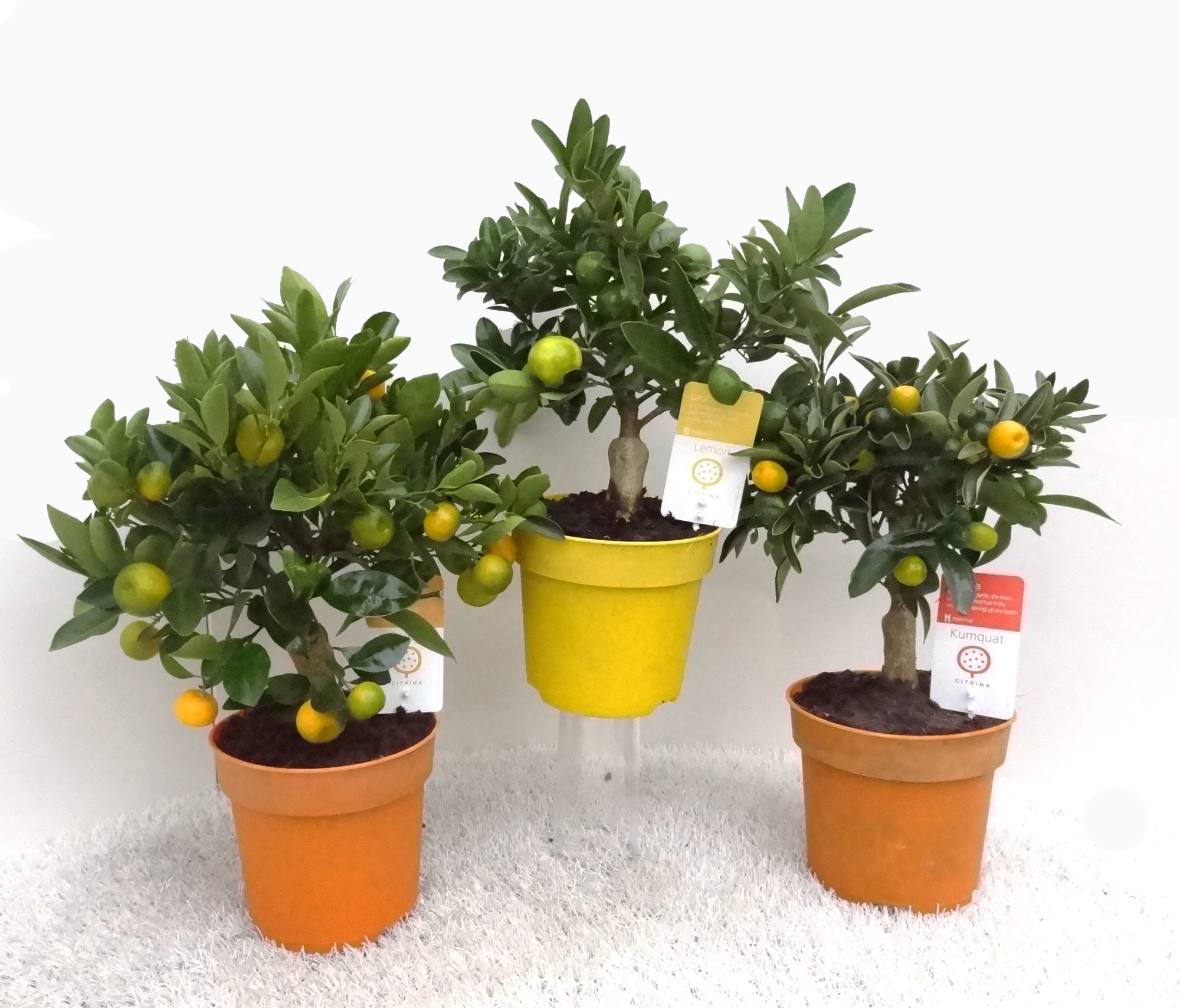 Citrus Calamondin mini stem