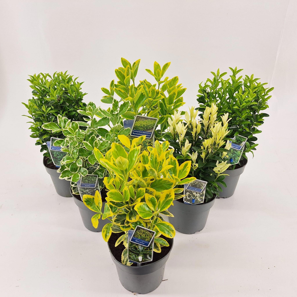 Salba japoneza Euonymus japonez mix, H 25 cm