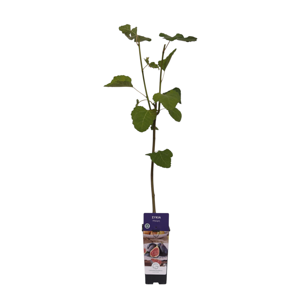 Smochin (Ficus carica), H 110 cm