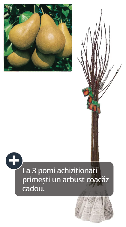 Pom fructifer, par, 120 cm