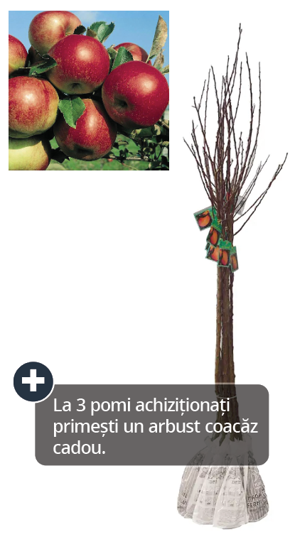 Pom fructifer, mar, 120 cm