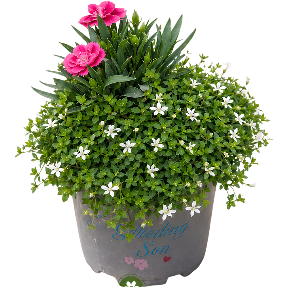 Aranjament Isotoma & Dianthus, D14 cm, H20 cm
