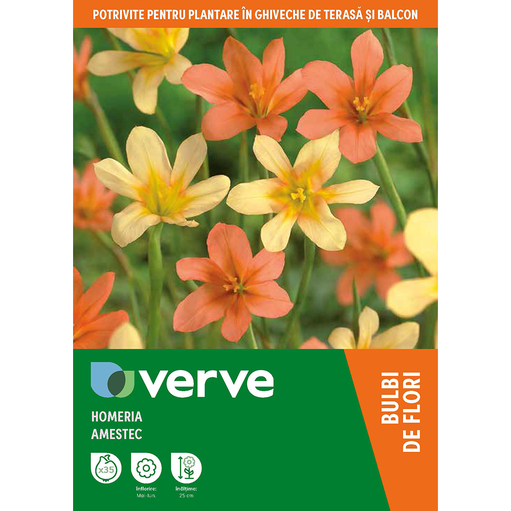 Bulbi VERVE Homeria Mixed, 5 cm