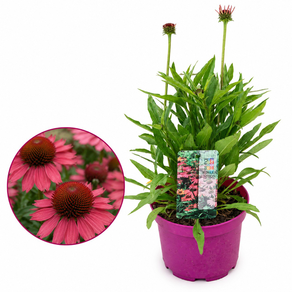 Echinacea Devotion, D17 cm, H35 cm