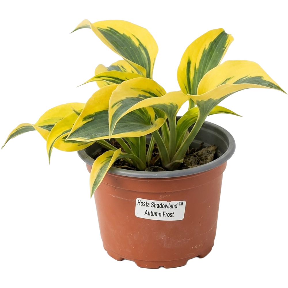 Hosta Autumn Frost Shadowland D 17 cm, H 30 cm