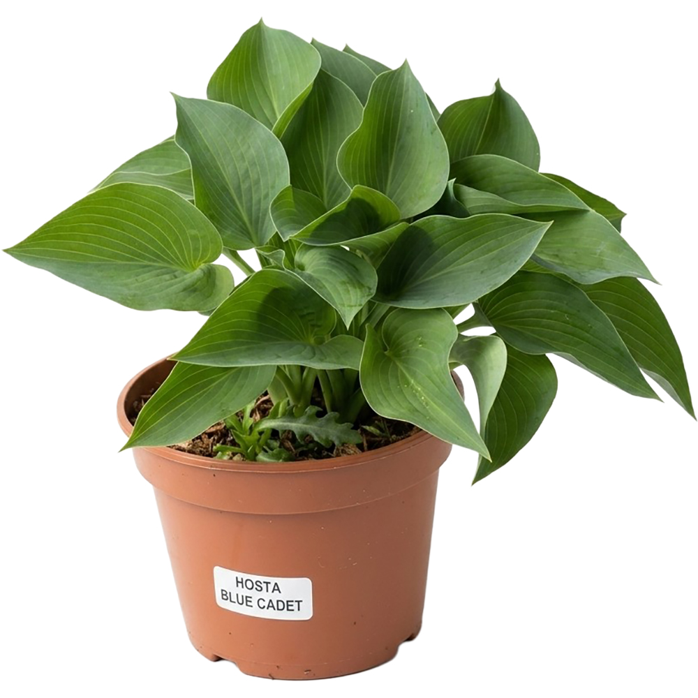 Hosta Blue Cadet, D 17 cm, H 35 cm