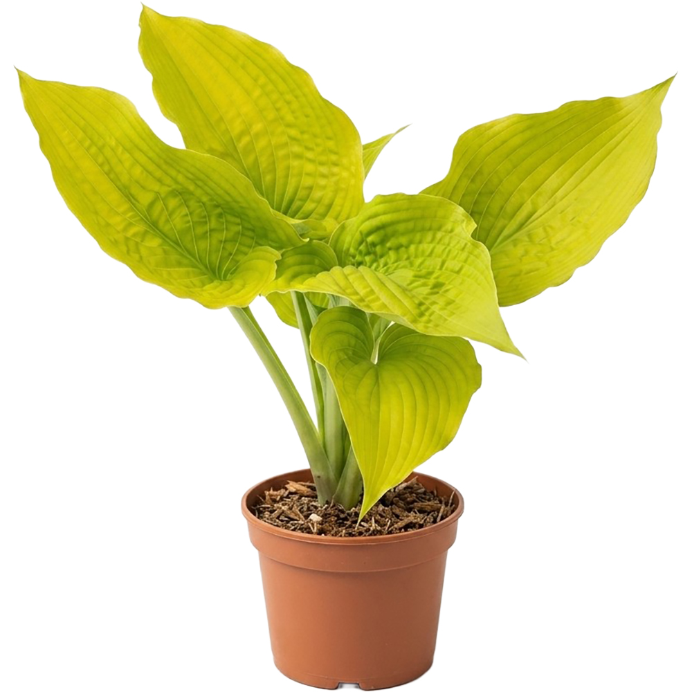 Hosta Coast To Coast Shadowland, D 17 cm, H 40 cm
