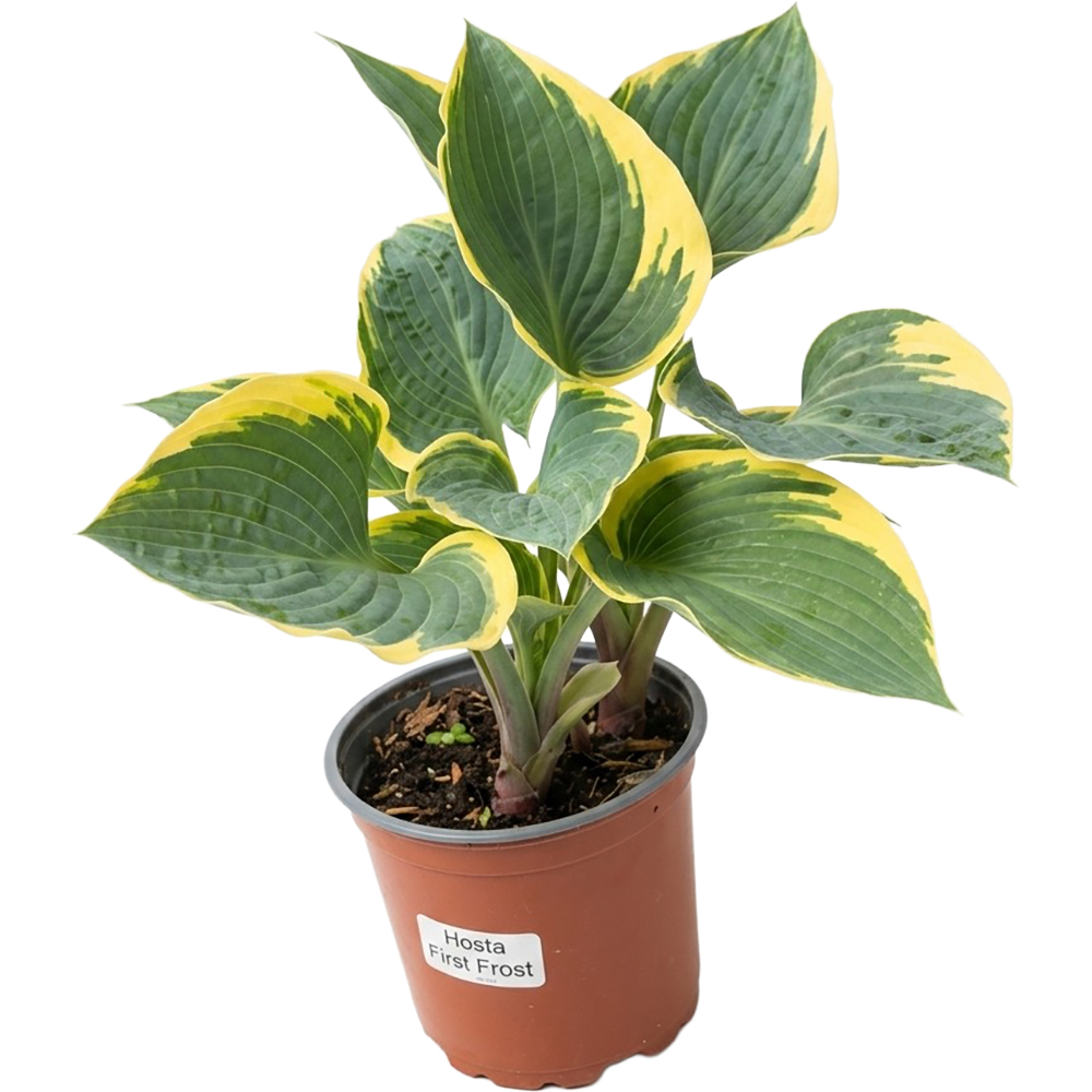 Hosta First Frost, D 17 cm, H 35 cm