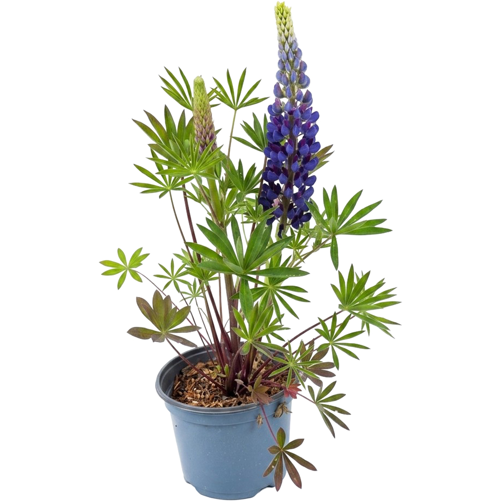 Lupinus Legendary Blue Shades, D 19 cm, H 40 cm