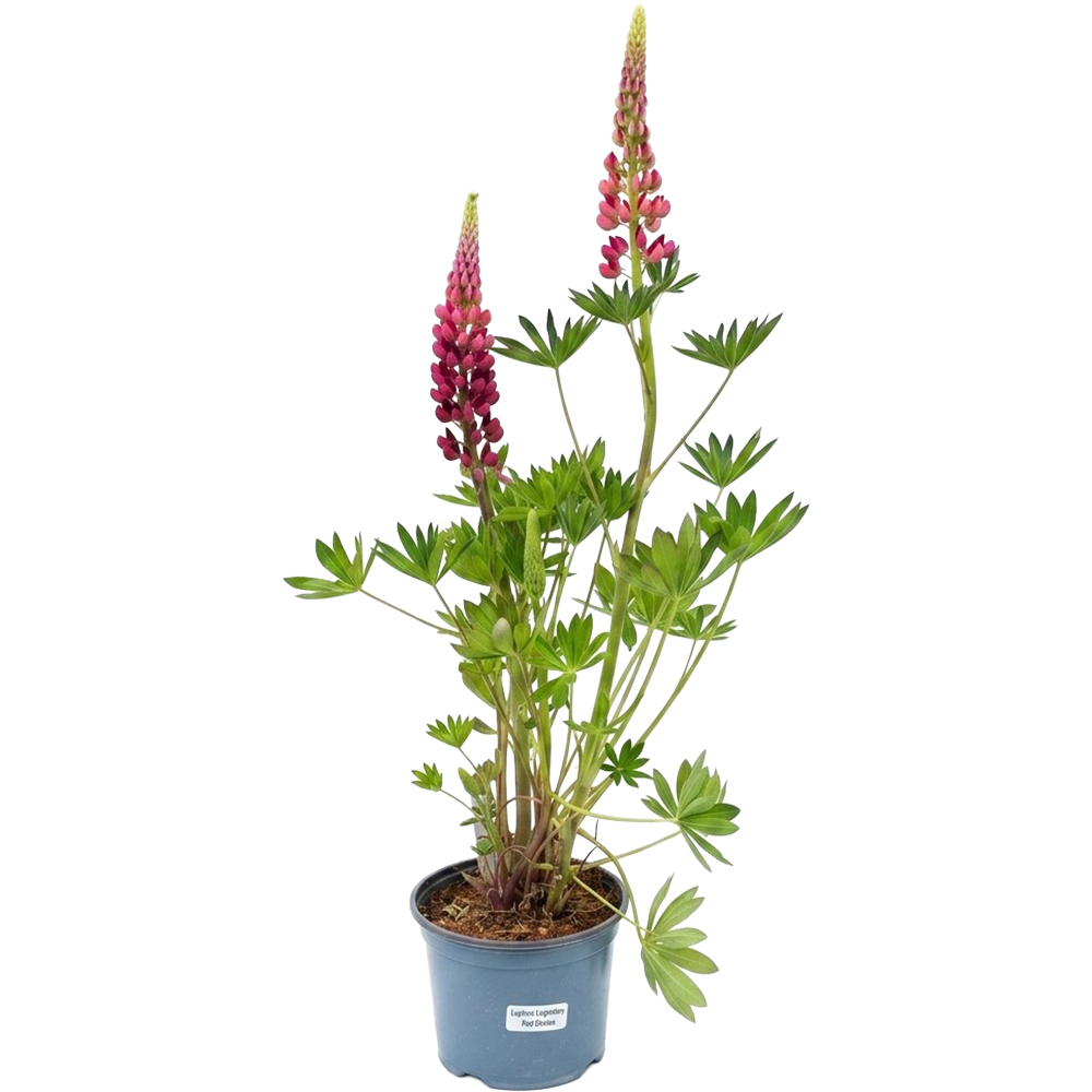 Lupinus Legendary Red Shades, D 19 cm, H 40 cm