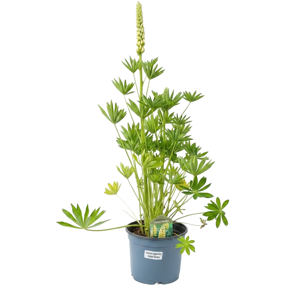 Lupinus Legendary Yelow Shades, D 19 cm,H 40 cm