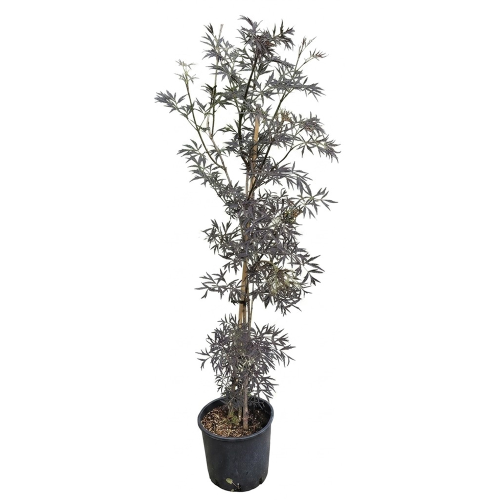 Sambucus Black Lace Nigra, D 24 cm, H 130 cm