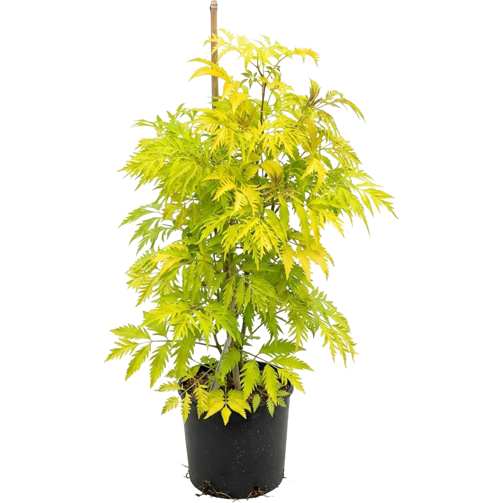 Sambucus Plumosa Aurea, D 24 cm, H 90 cm