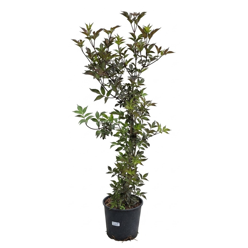 Sambucus Nigra Black Beauty, D 24 cm, H 130 cm