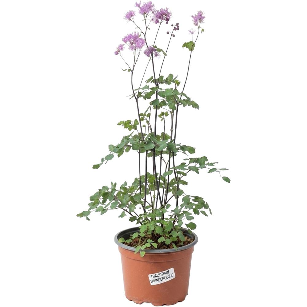 Thalictrum Thundercloud, D 17 cm, H 25 cm