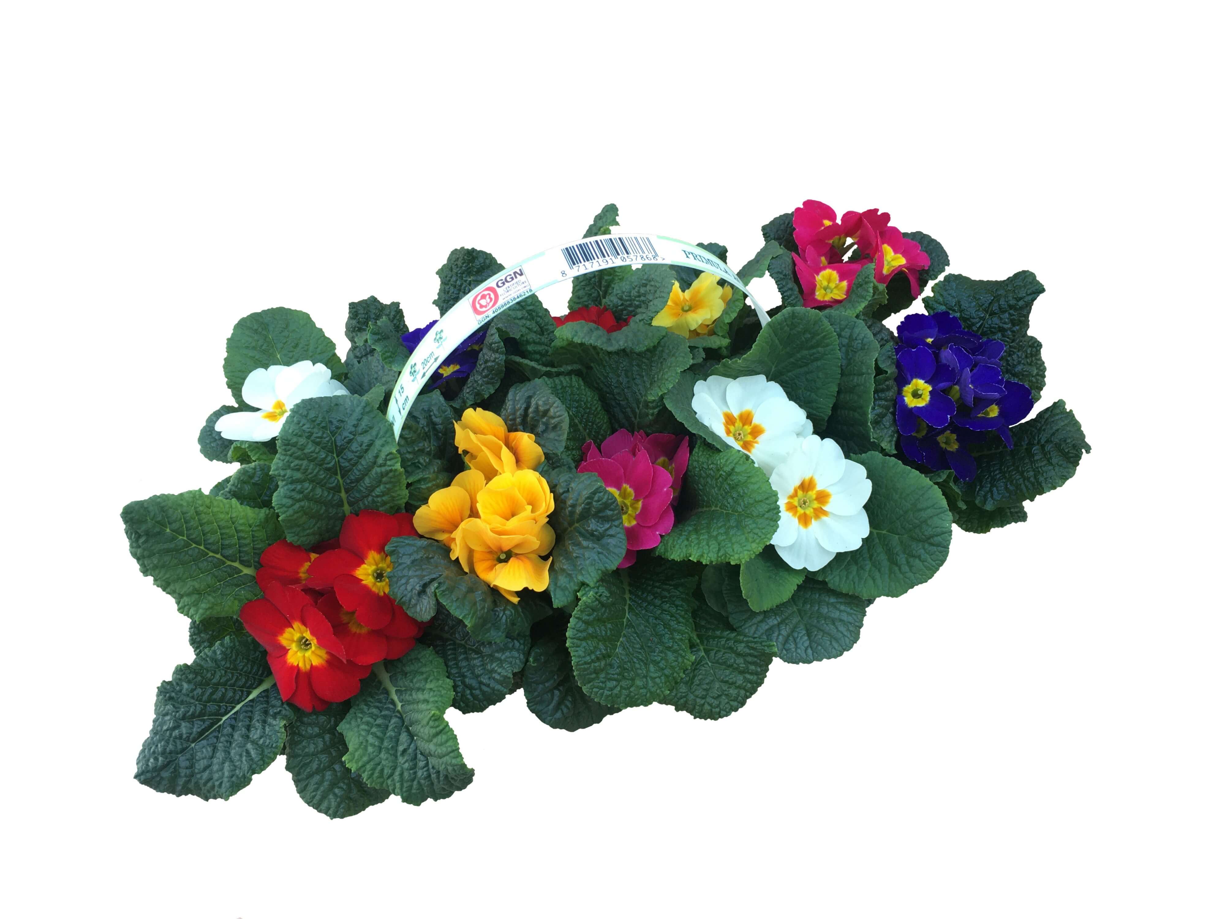 Primula, mix de 10 flori