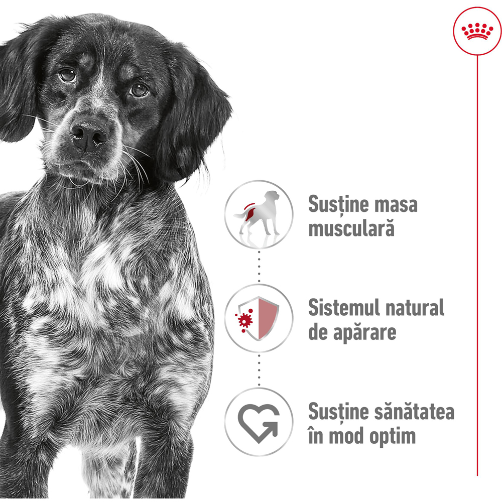 Hrana uscata pentru caini ROYAL CANIN SHN Medium, Adult, Pasare, 3 kg