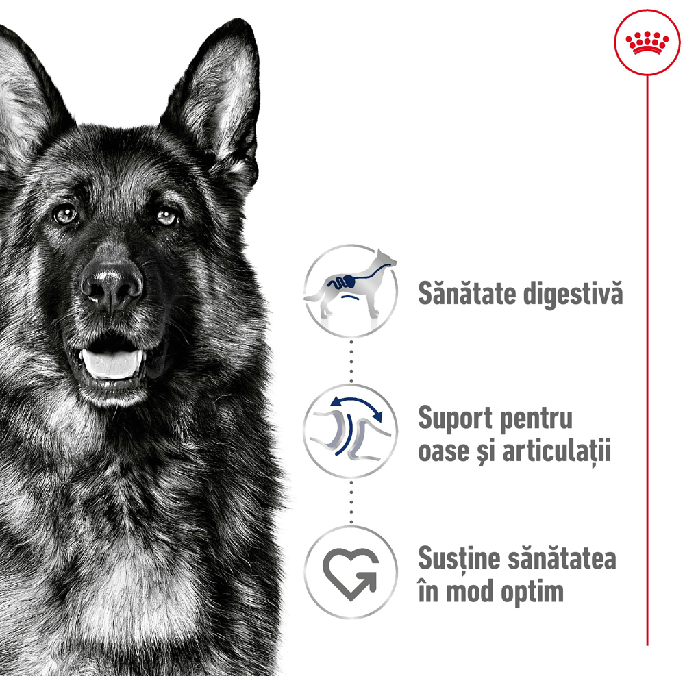 Hrana uscata pentru caini ROYAL CANIN SHN Maxi, Adult, Pasare, 3 kg