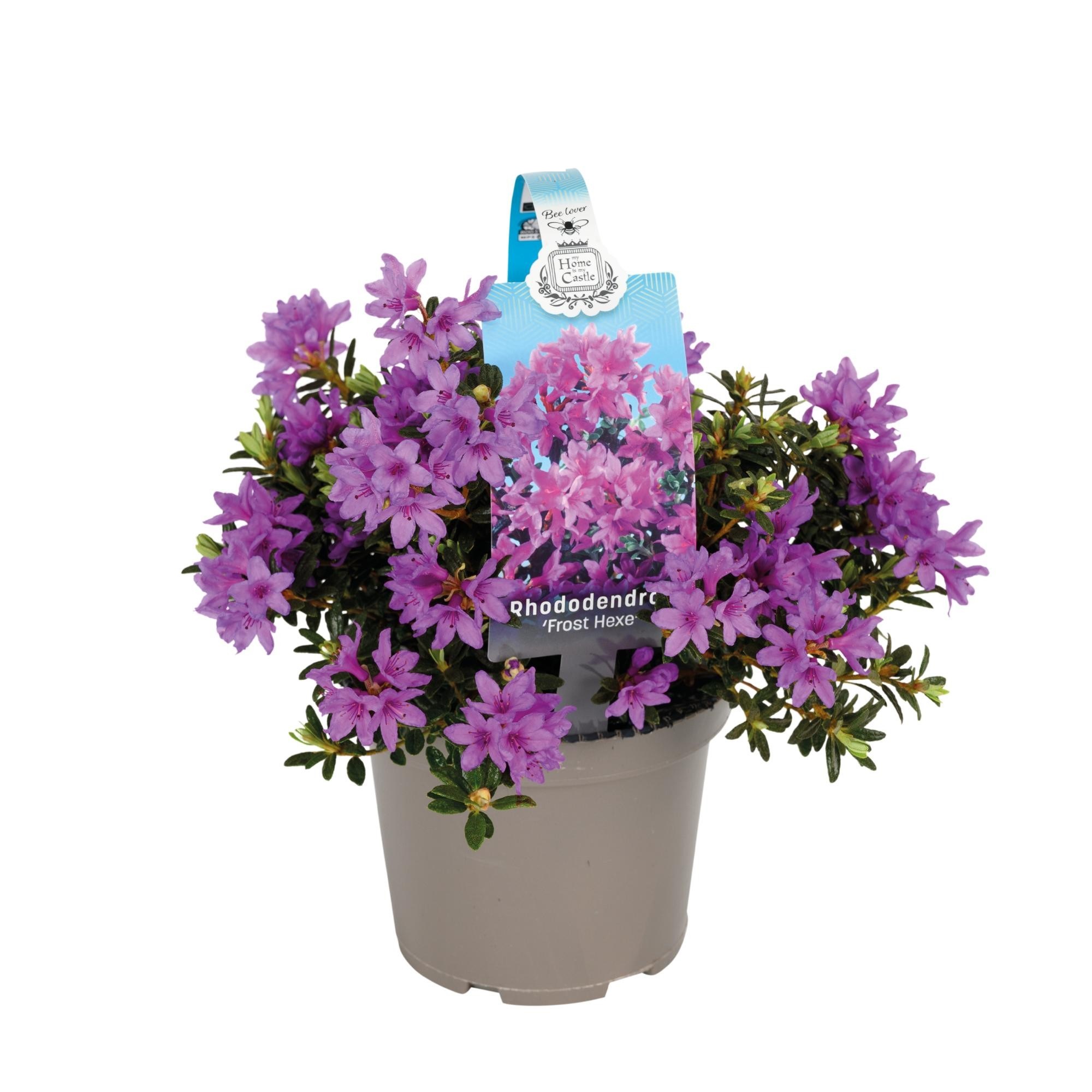 Mix plante Rhododendron, in ghiveci cu maner