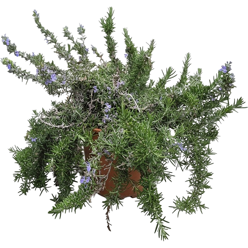Rosmarinus Officinalis Prostratus, D 24 cm, H 40 cm