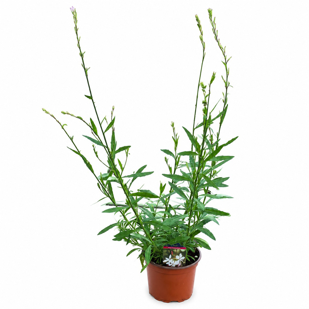 Gaura Graceful White (Gaura lindheimeri Graceful White), D17 cm, H45 cm
