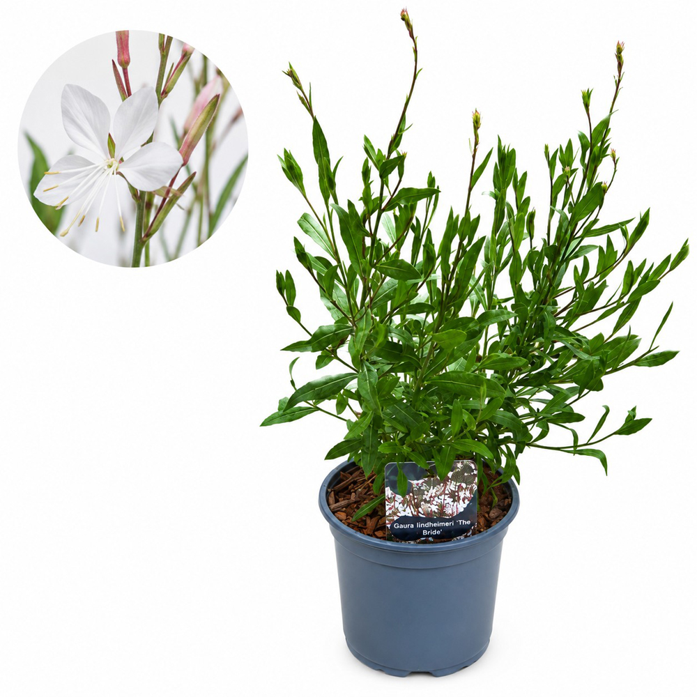 Gaura The Bride (Gaura lindheimeri The Bride), D17 cm, H55 cm