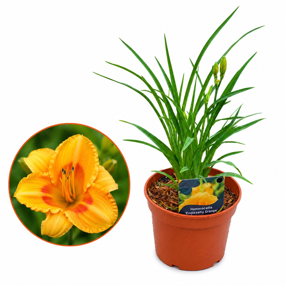 Hemerocallis Endlesslily Orange, D17 cm, H35 cm